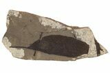 Fossil Leaf (Fagopsis) Plate #237754-1